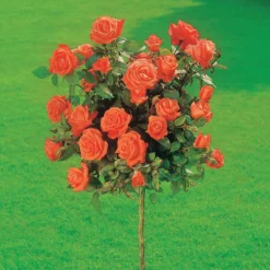 Hochstammrose ‘Ramona’ - Blühbaum sofort im Garten