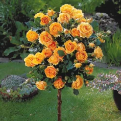 Hochstammrose ‘Sunsilk’ - Ein Rosenbaum voll Sonne