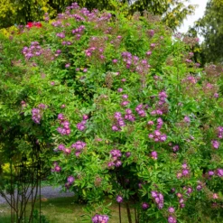 Hochstammrose ‘Veilchenblau’ - Seltenes Blauviolett auf Stamm