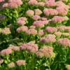 Hohe Fetthenne 'Carmen' - Blüten wenn andere schlappmachen