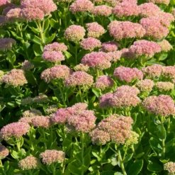 Hohe Fetthenne 'Carmen' - Blüten wenn andere schlappmachen