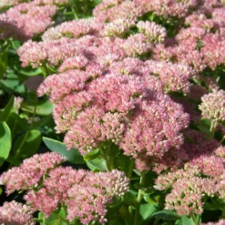 Hohe Fetthenne 'Carmen' - Blüten wenn andere schlappmachen