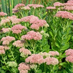 Hohe Fetthenne 'Carmen' - Blüten wenn andere schlappmachen