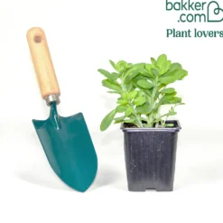 Hohe Fetthenne 'Carmen' - Blüten wenn andere schlappmachen