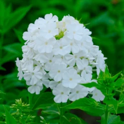 Hohe Flammenblume 'Fujiyama' - Weiße Blüten voller Duft