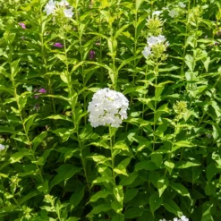 Hohe Flammenblume 'Fujiyama' - Weiße Blüten voller Duft