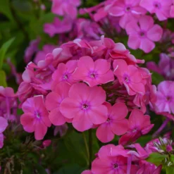 Hohe Flammenblume 'Rijnstroom' - Duftende Beete den ganzen Sommer