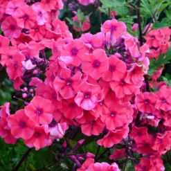 Hohe Flammenblume 'Starfire' - Duftende Farbpracht im Sommer
