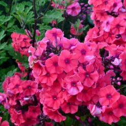 Hohe Flammenblume 'Starfire' - Duftende Farbpracht im Sommer
