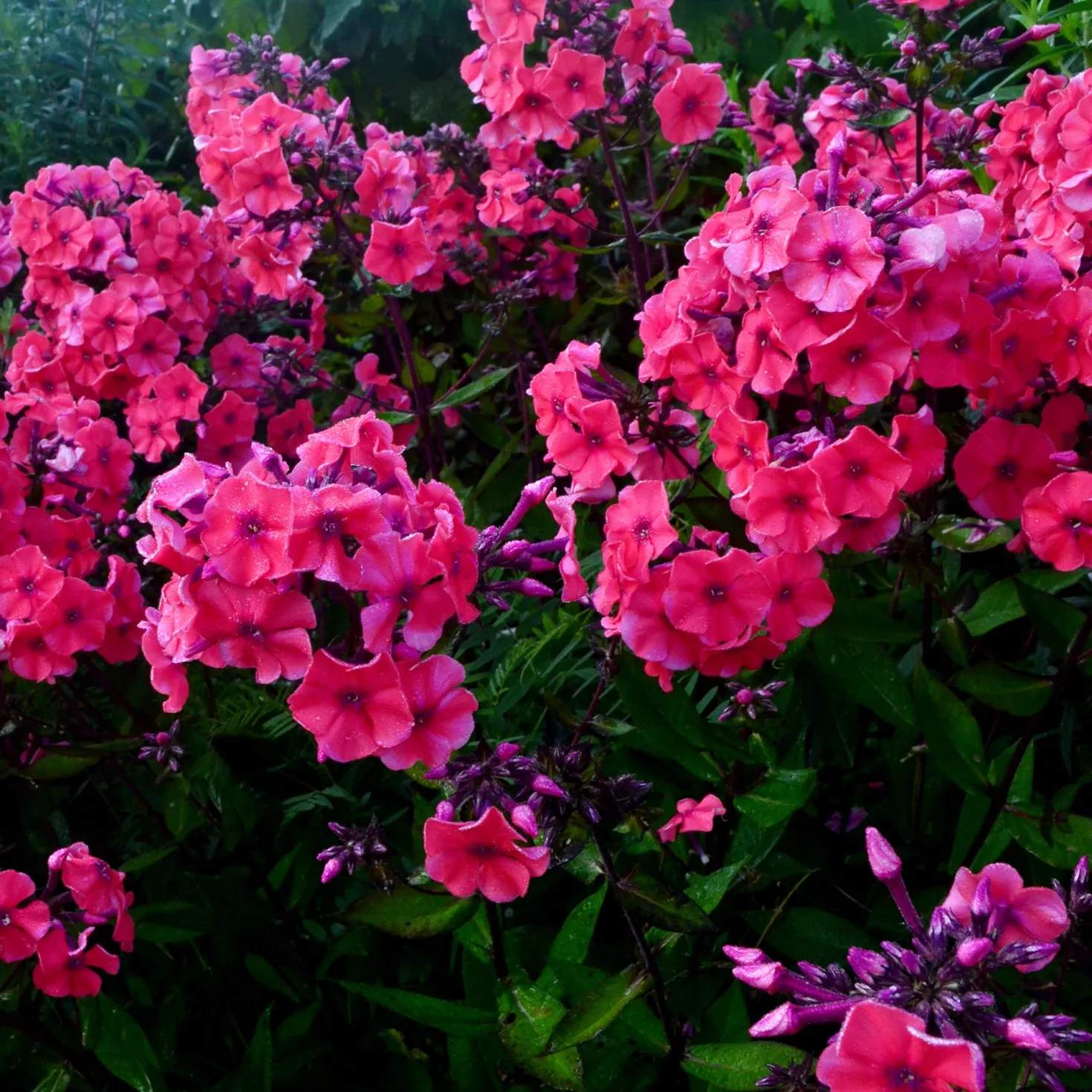 Hohe Flammenblume 'Starfire' - Duftende Farbpracht im Sommer