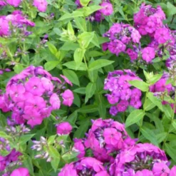 Hohe Flammenblume 'The King' - Tiefviolette Blütenpracht