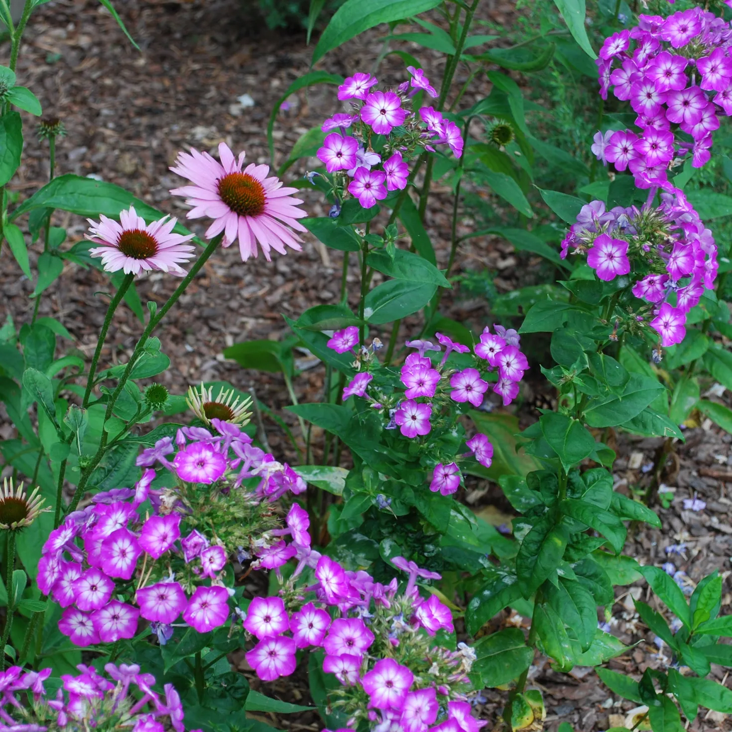 Hohe Flammenblume Uspech - Duftende Blüten den Sommer lang