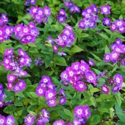 Hohe Flammenblume Uspech - Duftende Blüten den Sommer lang