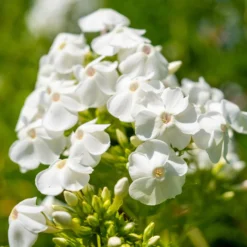 Hohe Flammenblume 'White Admiral' - Reinweiß und duftend