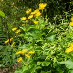 Hoher Alant - XXL-Blüten im Sommer