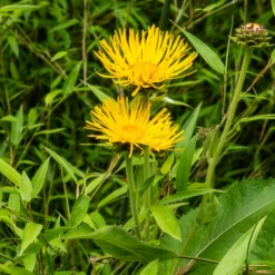 Hoher Alant - XXL-Blüten im Sommer