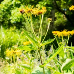 Hoher Alant - XXL-Blüten im Sommer
