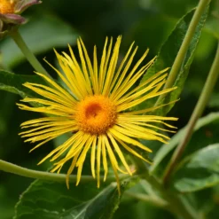 Hoher Alant - XXL-Blüten im Sommer