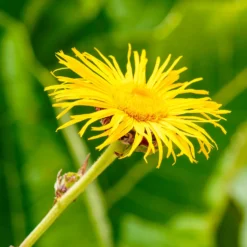 Hoher Alant - XXL-Blüten im Sommer