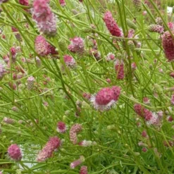 Hoher Wiesenknopf Pink Elephant - Rosa Blüten, die tanzen