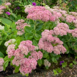 Hohes-Fettblatt 'Herbstfreude' - Farbe bis in den Herbst