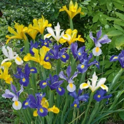 Holländische Iris Mischung 'Dutch Garden' (x50) - Farbenmeer im Juni