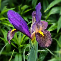 Holländische Iris Tiger Eyes (x10) - Schnittblume mit Wow-Effekt