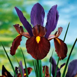Holländische Iris Tiger Eyes (x10) - Schnittblume mit Wow-Effekt