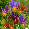 Holländische Iris 'Tiger' Mischung (x40) - Tiger-Muster im Beet