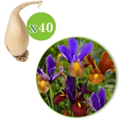 Holländische Iris 'Tiger' Mischung (x40) - Tiger-Muster im Beet