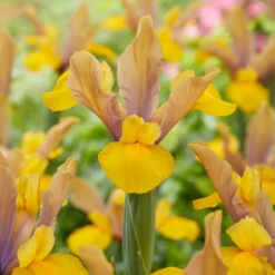 Holländische Schwertlilie Bronze Perfection (x10) - Bronze-Blüten im Mai