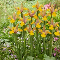 Holländische Schwertlilie Bronze Perfection (x10) - Bronze-Blüten im Mai