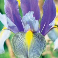Holländische Schwertlilie (x20) - Elegante Blüten im Mai