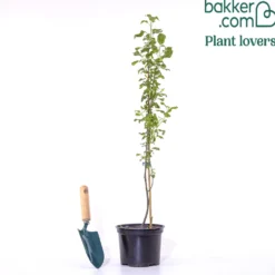 Holzapfel - Wilde Blüte, echte Natur