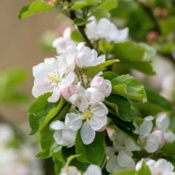 Holzapfel - Wilde Blüte, echte Natur