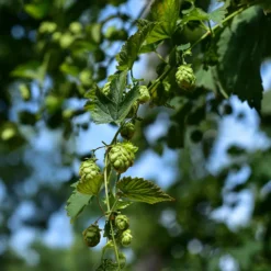 Hopfen Cascade - Eigener Hopfen zum Brauen