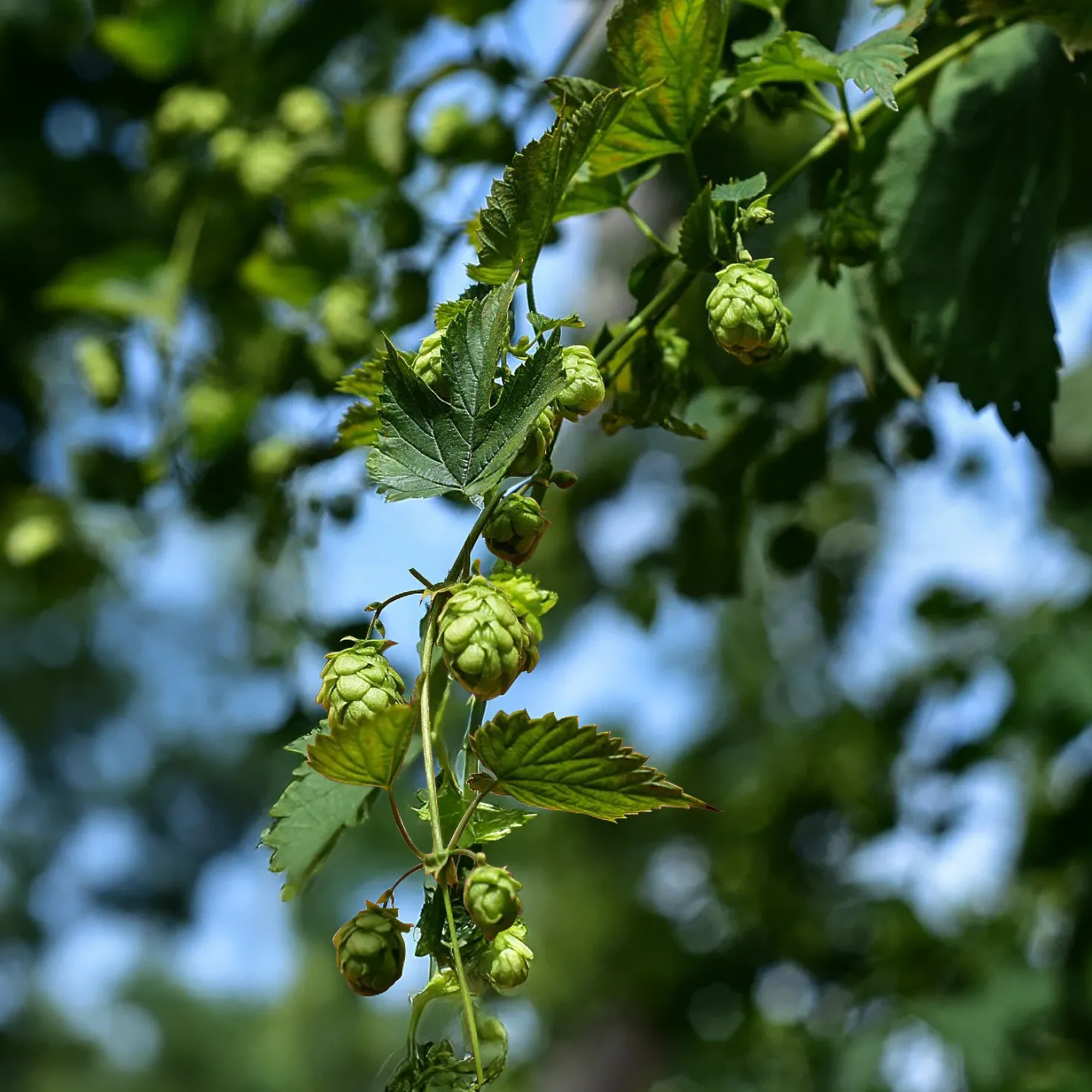 Hopfen Cascade - Eigener Hopfen zum Brauen