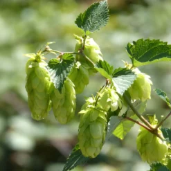 Hopfen Centennial - Eigenes Bier direkt aus dem Garten