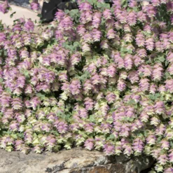 Hopfendost Kent Beauty - Hängt in rosa Kaskaden