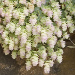 Hopfendost Kent Beauty - Hängt in rosa Kaskaden