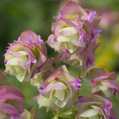 Hopfendost Kent Beauty - Hängt in rosa Kaskaden