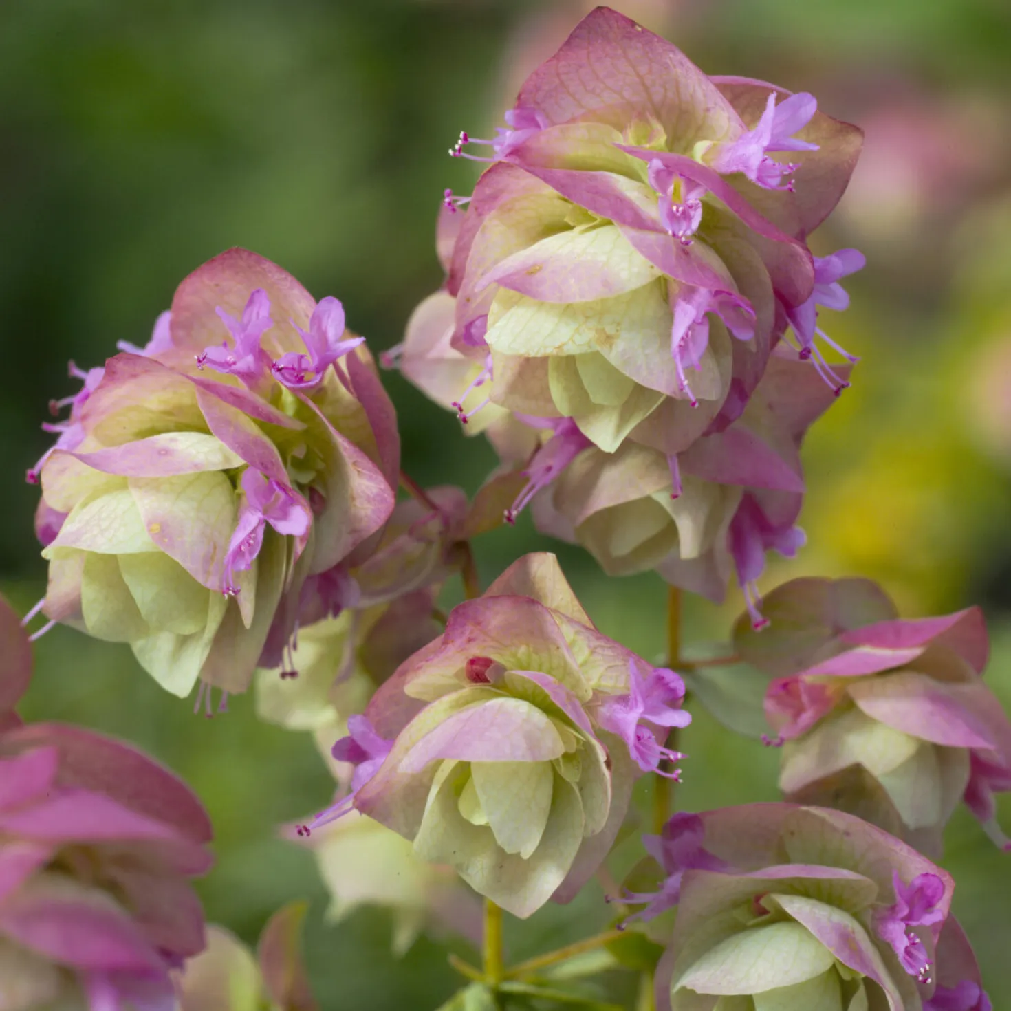 Hopfendost Kent Beauty - Hängt in rosa Kaskaden