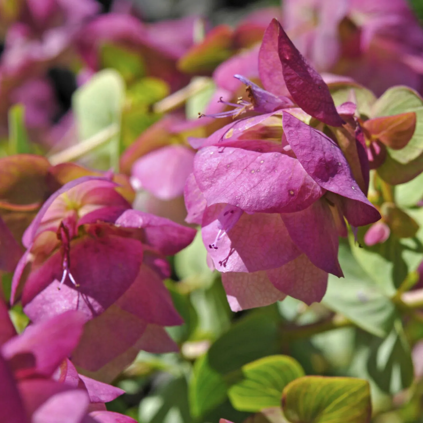 Hopfendost Kent Beauty - Hängt in rosa Kaskaden