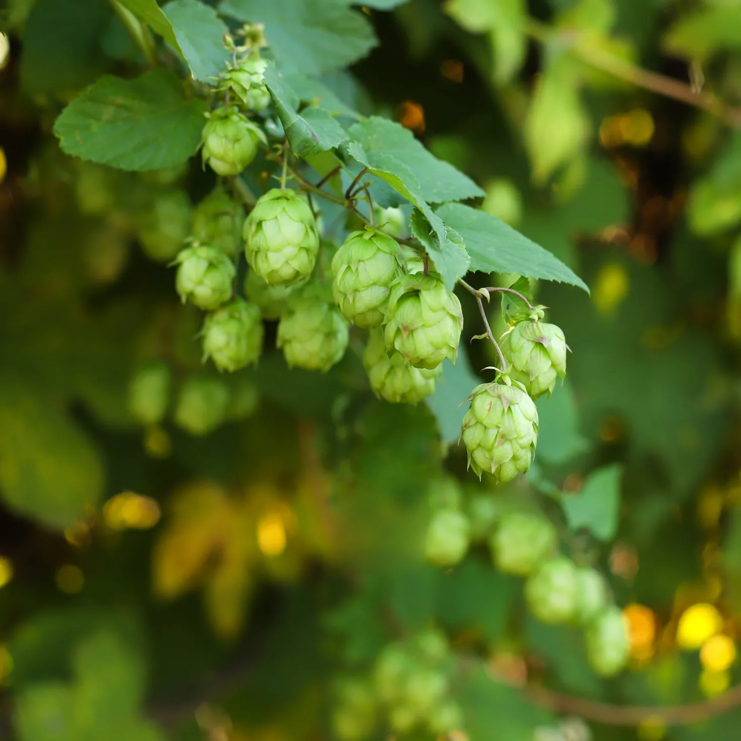 Hopfen - Grüner Sichtschutz im Nu