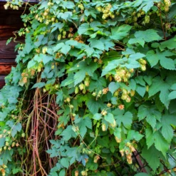 Hopfen - Grüner Sichtschutz im Nu