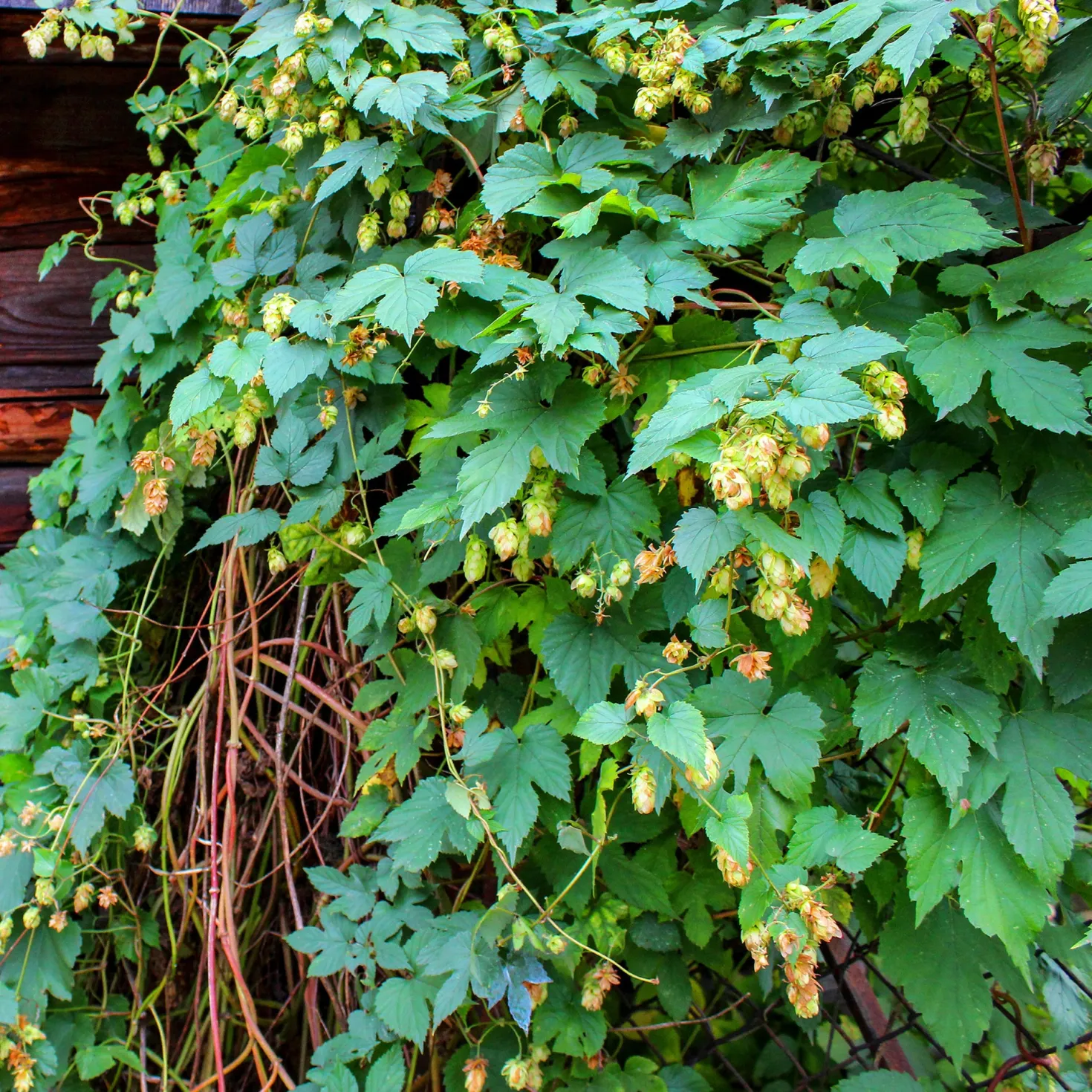 Hopfen - Grüner Sichtschutz im Nu