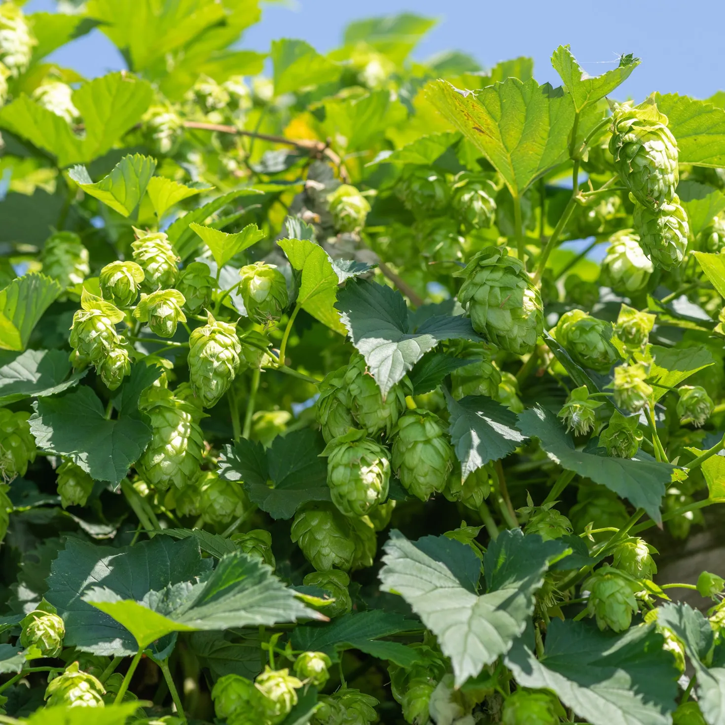 Hopfen - Grüner Sichtschutz im Nu