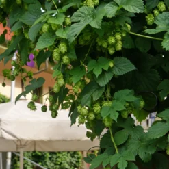 Hopfen 'Magnum' - 5 Meter grüner Sichtschutz