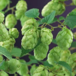 Hopfen 'Magnum' - 5 Meter grüner Sichtschutz