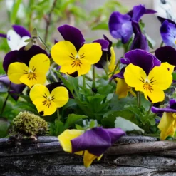 Hornveilchen Helen Mount - Blüten von Juni bis Oktober